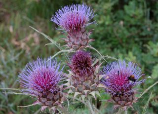 cynara_carduncolus